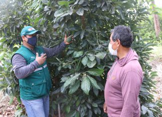 Lambayeque: Pequeños productores hortofrutícolas serán beneficiados con etapa de supresión de la mosca de la fruta