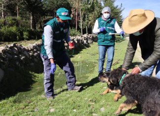 Junín: SENASA inicia campaña de desparasitación de canes para prevenir Hidatidosis en Canchayllo