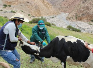 SENASA desarrolla campañas de vacunación contra Carbunco Sintomático en beneficio de ganadería familiar de Moquegua