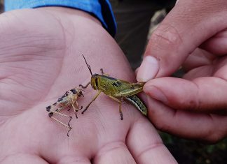 SENASA realiza el control de langostas en resguardo de la agricultura familiar de Apurímac