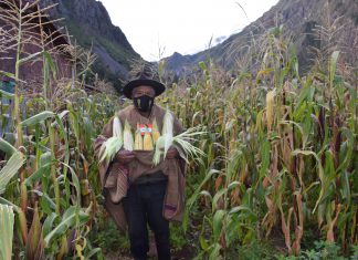 Productores del valle Sagrado inician agroexportaciones de maíz gigante hacia China