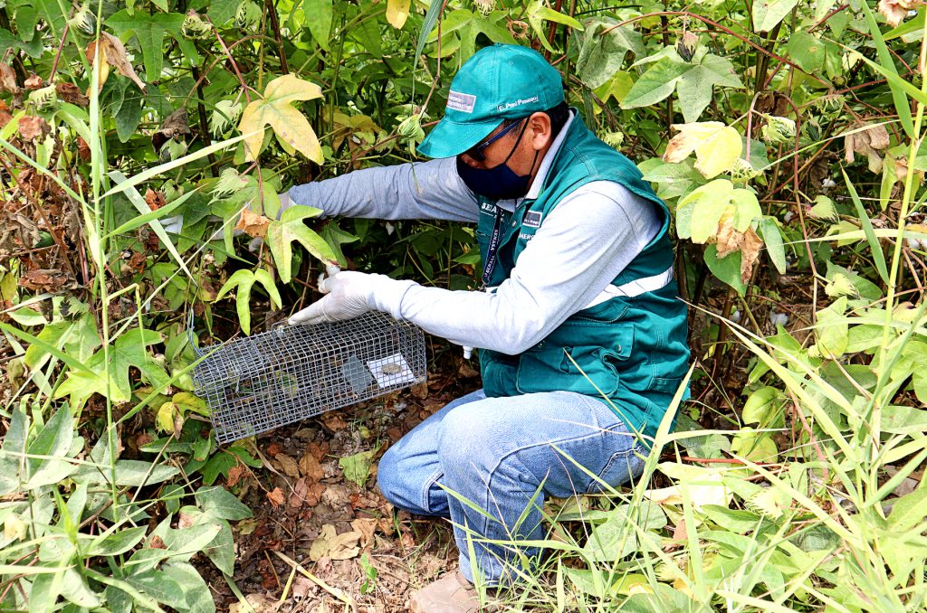 Ica: SENASA mantiene vigilancia y control de roedores en resguardo de ...