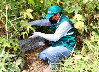 Ica: SENASA mantiene vigilancia y control de roedores en resguardo de cultivos de la agricultura familiar