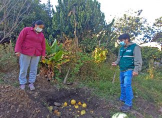 SENASA y productores combatirán la mosca de la fruta en la región Apurímac
