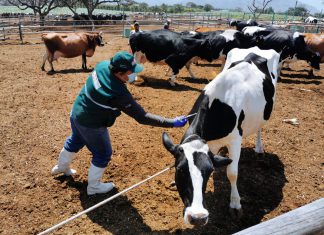 La Libertad: SENASA inició campaña de vacunación contra el Ántrax en resguardo de ganadería familiar