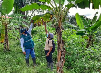 SENASA: Capacitan a productores de Loreto para prevenir la plaga Fusarium R4T