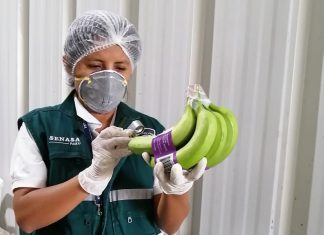 Piura: Agroexportaciones de banano continúan hacia principales mercados internacionales