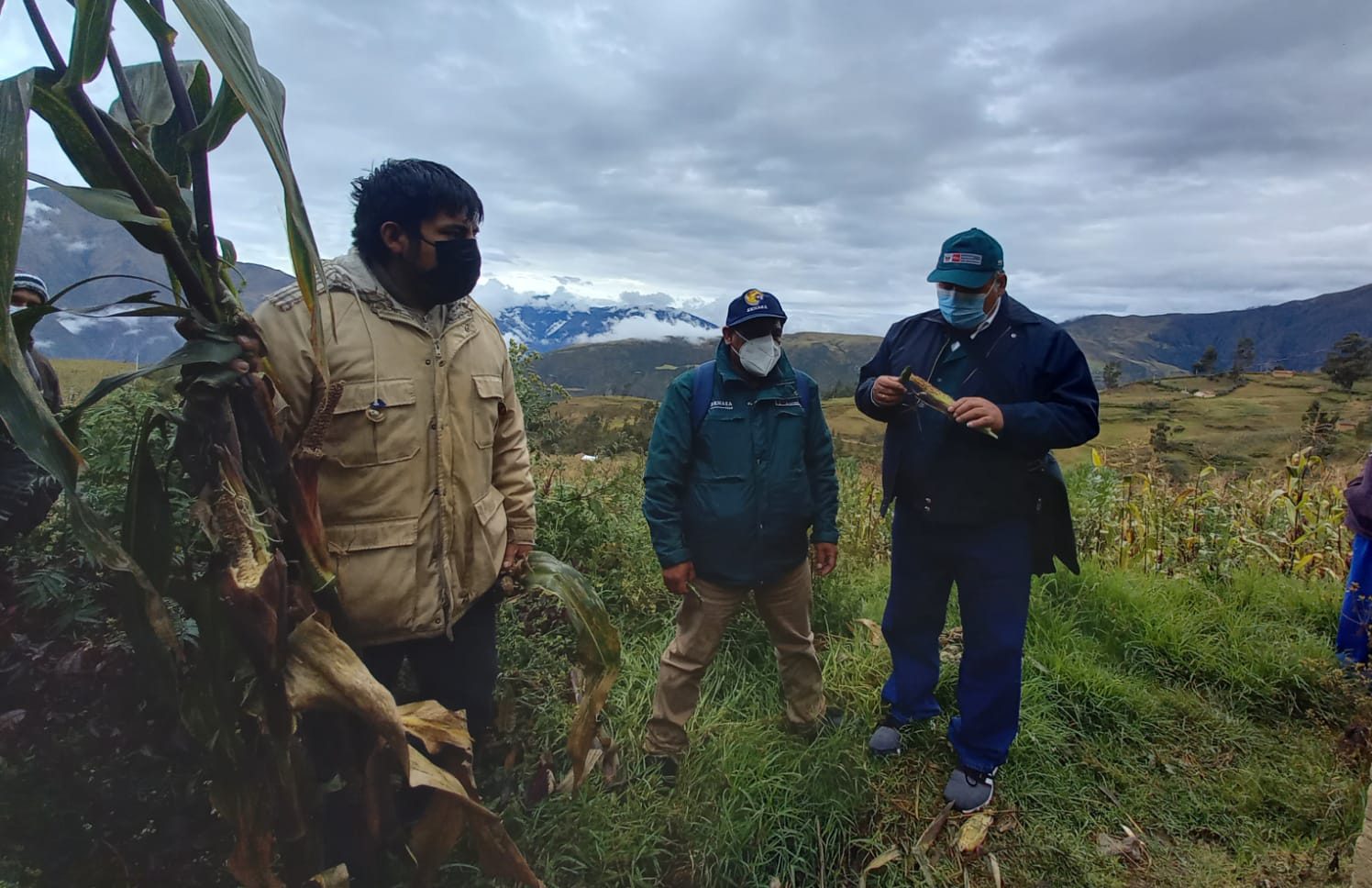 Apurímac: SENASA atiende reporte de plaga de roedores en Cotarma ...