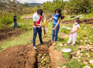 SENASA promueve acciones de control cultural para erradicar las moscas de la fruta en Chota
