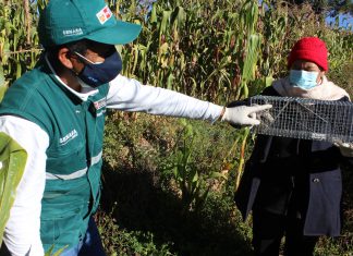 SENASA y gobiernos locales integran acciones para control de roedores en comunidades altoandinas de Tacna