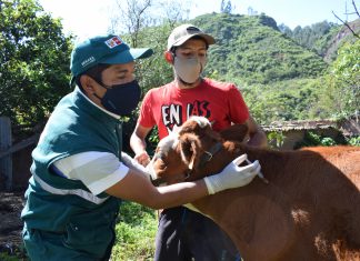 SENASA emprende acciones inmediatas para proteger a la ganadería familiar en Cajamarca