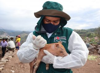 SENASA: Durante este año, Ancash no reportó brotes de peste porcina clásica