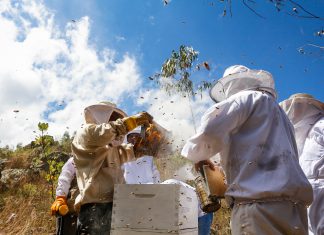 SENASA emplea tratamiento orgánico para el control de varroa en Satipo