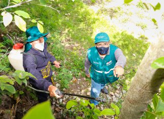 Moscas de la fruta: SENASA lidera acciones de campo para suprimir plaga en Cajamarca
