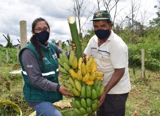 Madre de Dios: Pequeños productores de banano se gradúan en Escuelas de Campo del SENASA