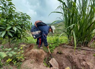 Apurímac: SENASA y municipalidad de Curahuasi anunciarán etapa de supresión de la mosca de la fruta