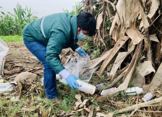 SENASA lidera jornada de recojo de envases vacíos de plaguicidas en valle de Lurín