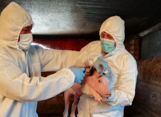 Arequipa: MIDAGRI resguarda producción de ganado porcino mediante campaña de vacunación