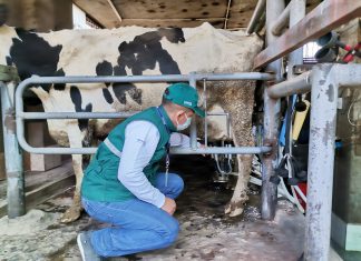 Día Mundial de la Leche: SENASA registró más de 4 mil establos lecheros en el país