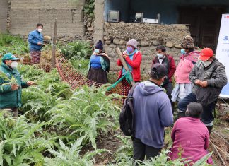 Junín: Capacitan a pequeños productores de Alcachofa para el control de plagas