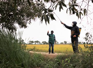 Lambayeque: Productores de Pítipo, Batán Grande y Mesones Muro se benefician con Supresión de moscas de la fruta