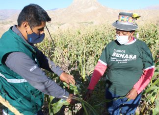 Moquegua: Más de 400 pequeños productores se gradúan en Escuelas de Campo del SENASA