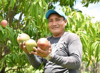 Productores peruanos de mango exportaron más de 232 mil toneladas en campaña 2020-2021