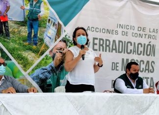 MIDAGRI emprende acciones para controlar y erradicar moscas de la fruta en Piura