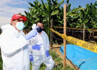 MIDAGRI coordina acciones en resguardo de más de 17 mil hectáreas de producción de banano y plátano en Piura