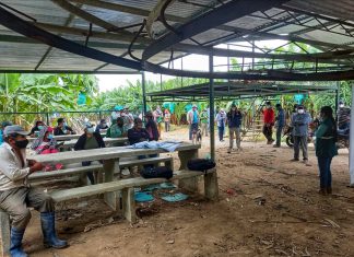 Piura: MIDAGRI capacita a productores para prevenir, detectar y controlar el Fusarium R4T