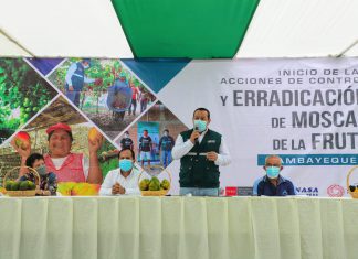 MIDAGRI busca erradicar a la mosca de la fruta en más de 30 mil hectáreas hortofrutícolas de Lambayeque