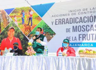 Cajamarca: MIDAGRI inicia acciones de control y erradicación de moscas de la fruta en beneficio de más de 31 mil productores