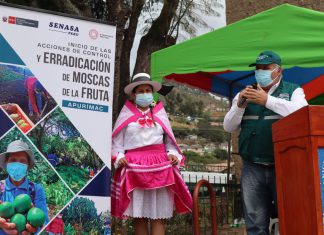 Apurímac: SENASA inicia acciones de control y erradicación de la mosca de la fruta en Curahuasi