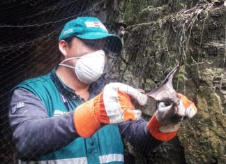 Piura: SENASA ejecuta plan piloto para la prevención y control de la rabia en el ganado