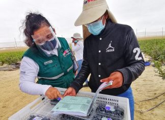 China realiza auditoría virtual para autorizar lugares de producción y empacadoras que participarán de campaña de exportación de arándanos