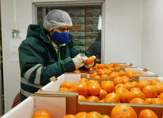 MIDAGRI: Perú concreta acuerdos fitosanitarios para iniciar exportaciones de cítricos hacia Uruguay