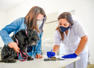 Estados Unidos anuncia nuevas disposiciones para el ingreso de mascotas