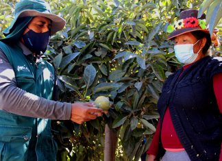 Productores de Moquegua continúan certificando envíos de palta con destino a Chile