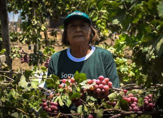 La Libertad: SENASA potenciará la producción hortofrutícola con el inicio de las acciones de control y erradicación de Moscas de la fruta