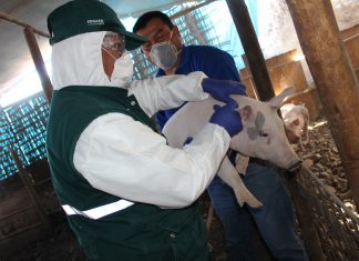 Campaña de vacunación del SENASA mantiene a Moquegua libre de la Peste Porcina Clásica