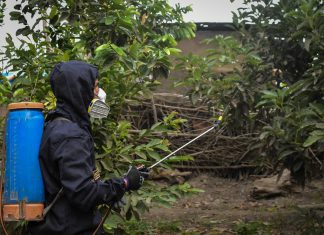 La Libertad: SENASA inicia supresión de moscas de la fruta en más de 9 mil hectáreas agrícolas