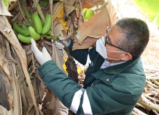 Ica: Vigilancia fitosanitaria activa en resguardo de sectores productivos de plátano