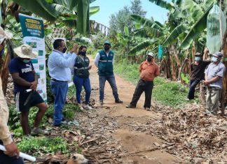Tumbes: Intensifican jornadas de capacitación para la prevención de Fusarium R4T