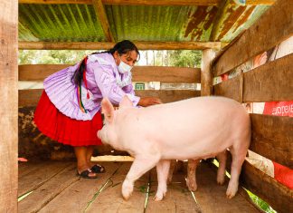 Productores se gradúan como expertos en buenas prácticas agrícolas y pecuarias en Cajamarca