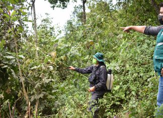 SENASA lidera acciones en campo para el control y erradicación de la mosca de la fruta en Piura