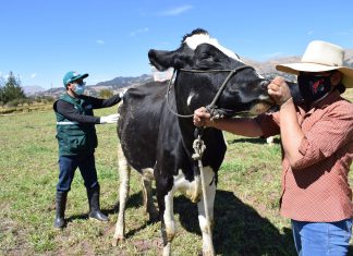 Campaña de vacunación contra el Carbunco sintomático resguarda capital pecuario de ganadería familiar en Cusco