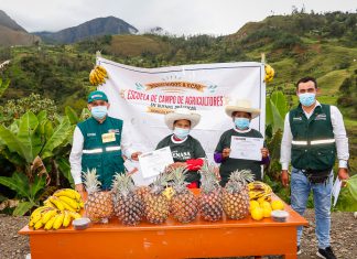 SENASA: Pequeños productores mejoran producción de banano en Chota