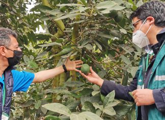 Se aprobaron requisitos fitosanitarios para exportar semillas y yemas de palta a Guatemala