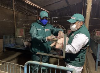 SENASA ejecuta medidas sanitarias para el control de Peste Porcina Clásica en Lurín