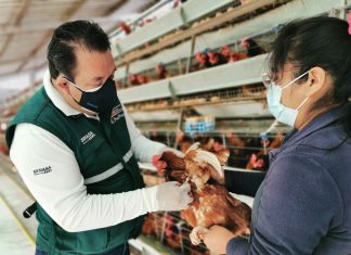 La Libertad: Resguardan producción avícola mediante vigilancia activa permanente